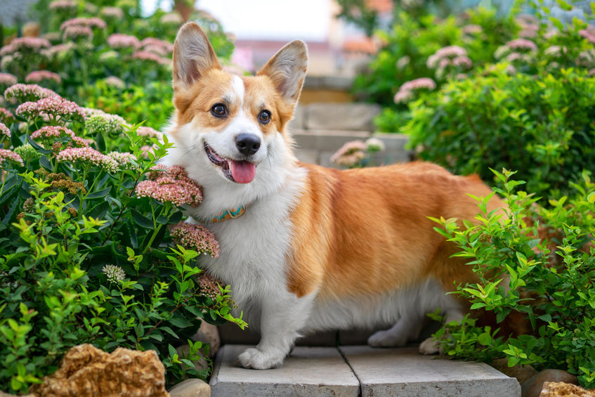 corgi