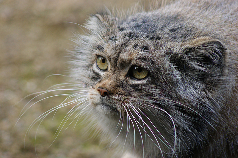 Gatti selvatici pericolosi: gatto di Pallas