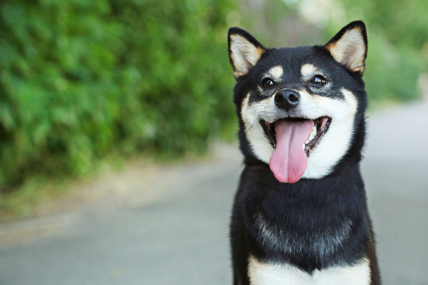 Shiba Inu nero